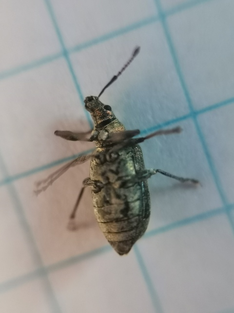 Phyllobius pyri - gyümölcsfa-levélormányos