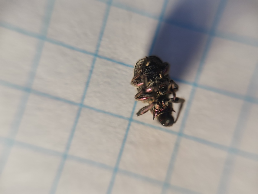 Rhynchites auratus - aranyos eszelény