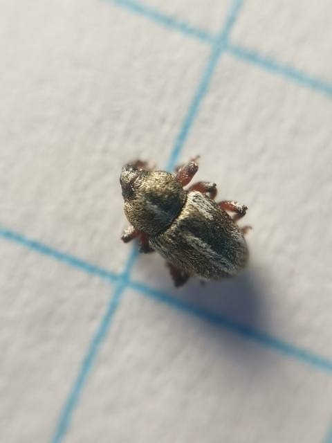 Tychius quinquepunctatus - borsó-tímárormányos