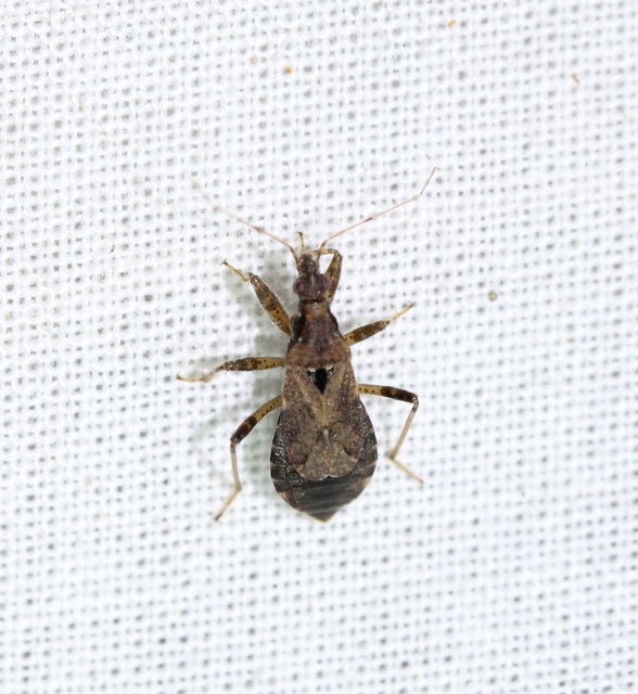 Himacerus mirmicoides - csalán-tolvajpoloska