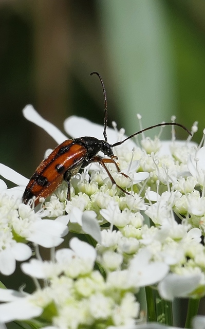 Stenurella septempunctata - hétpettyes karcsúcincér