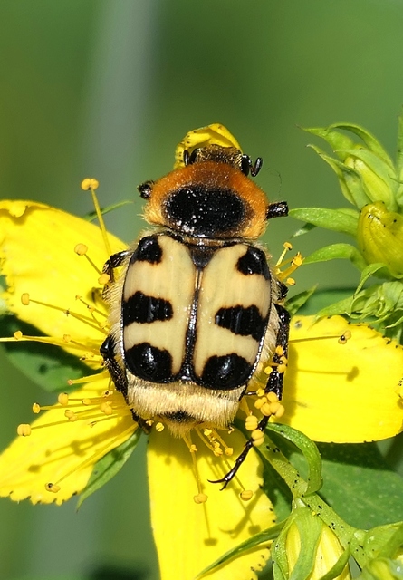 Trichius sexualis - keleti prémesbogár