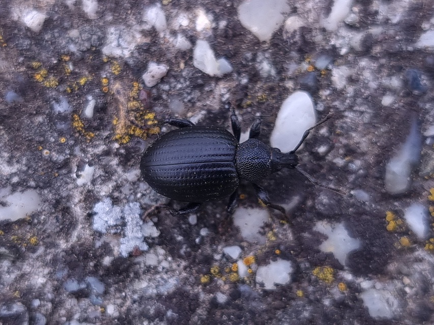 Otiorhynchus catenulatus - gyászos gyalogormányos