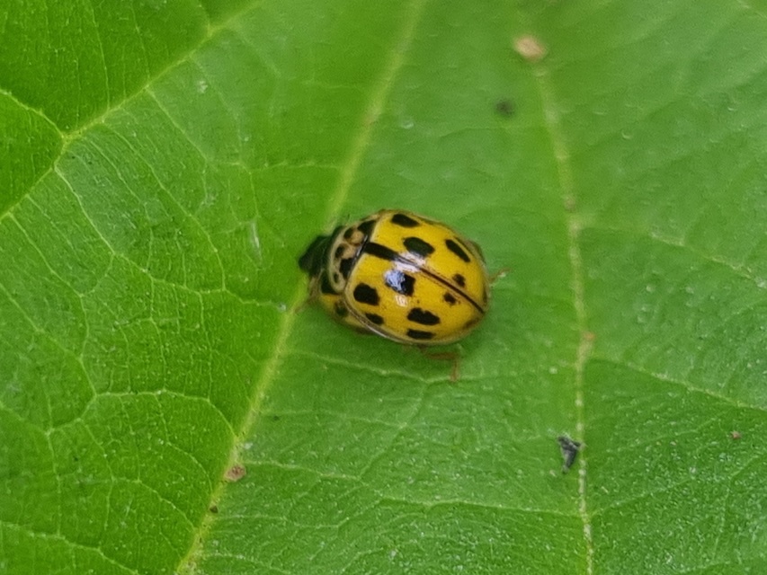 Propylea quatuordecimpunctata - tizennégypettyes füsskata
