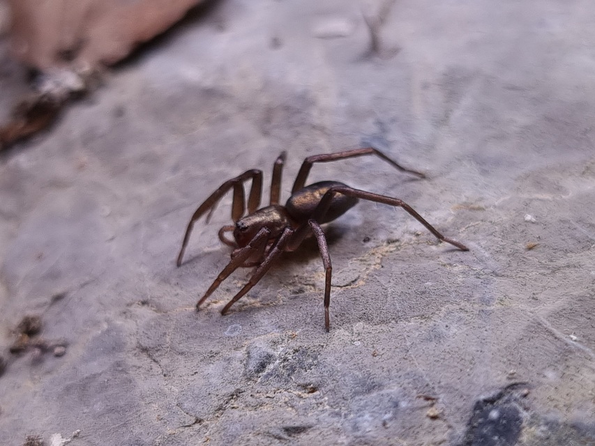 Drapeta rutilans - csillogó avarpók