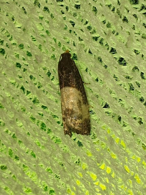 Notocelia cynosbatella - rózsahajtás-tükrösmoly
