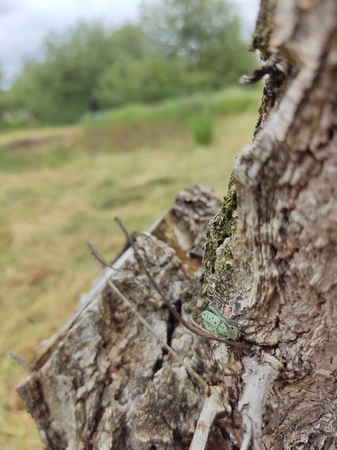 Saperda punctata - pettyes szilcincér Saperda punctata - pettyes szilcincér