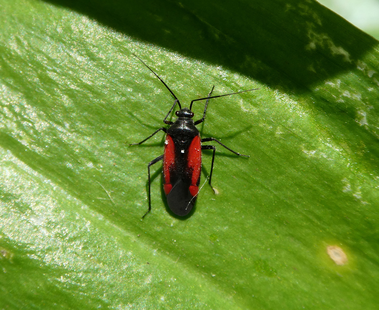 Dionconotus confluens