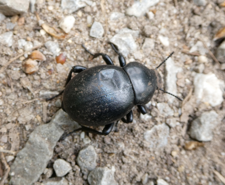 Gnaptor spinimanus - pohos gyászbogár