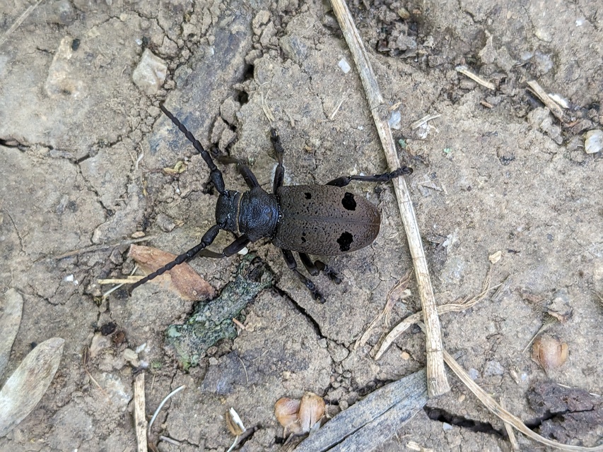 Herophila tristis - selymes alkonycincér