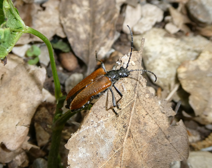 Stenocorus quercus - tölgy-gyökércincér