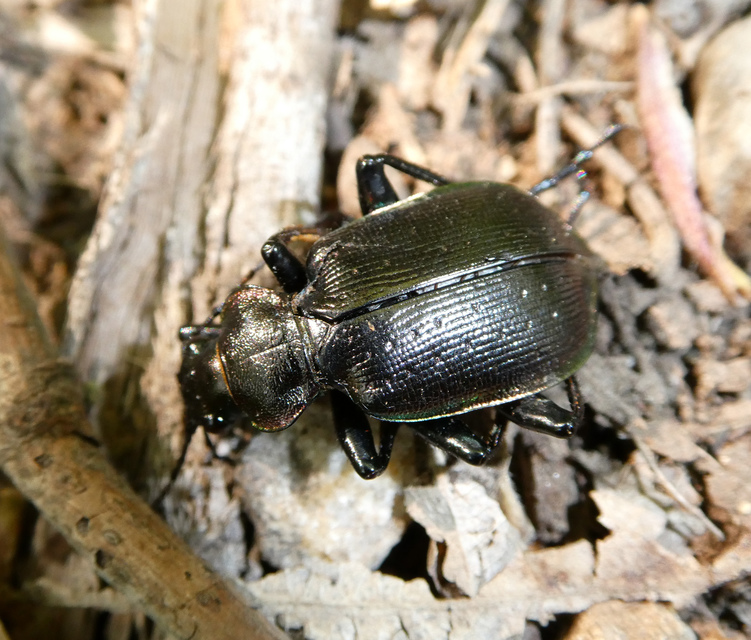 Calosoma inquisitor - kis bábrabló