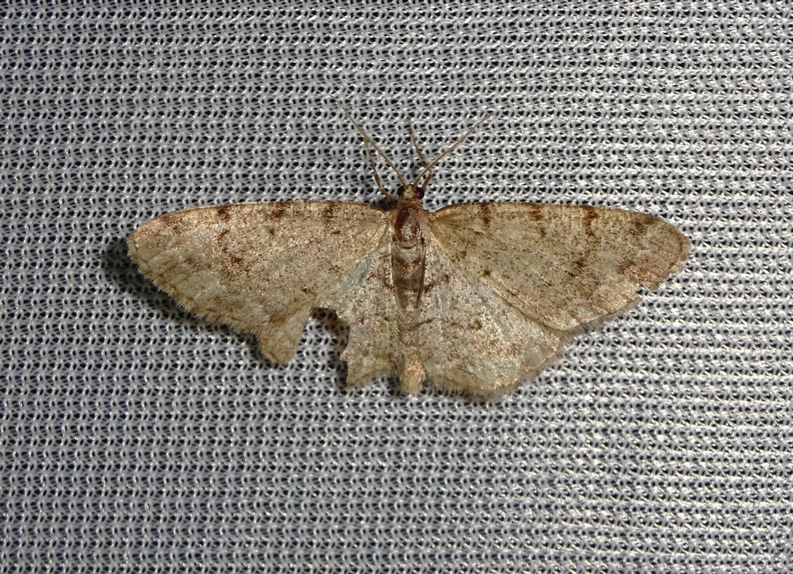 Aethalura punctulata - szürke égeraraszoló