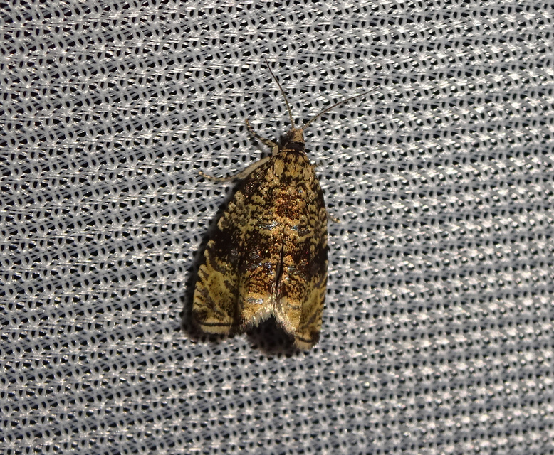 Celypha lacunana - vízparti tükrösmoly