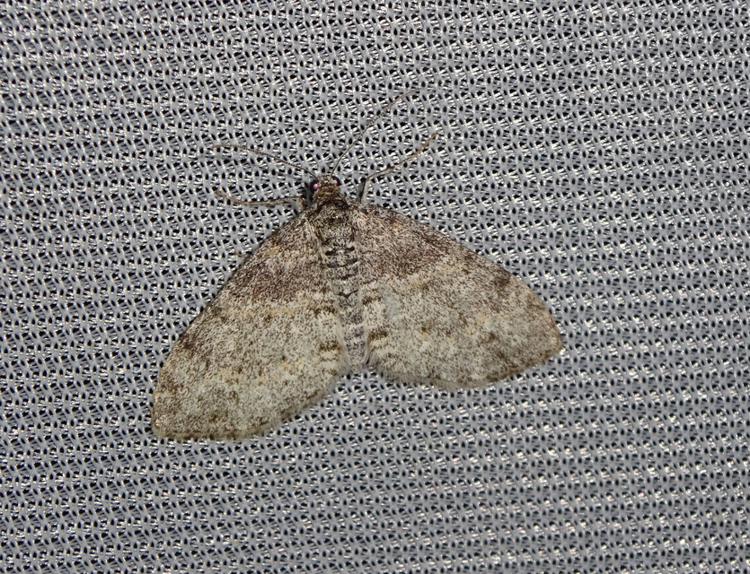 Lobophora halterata - szárnyfüggelékes araszoló