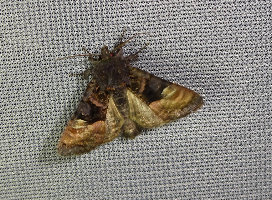 Euplexia lucipara - szeder-csipkésbagoly