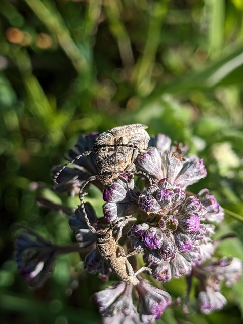 Pilemia tigrina - atracélcincér