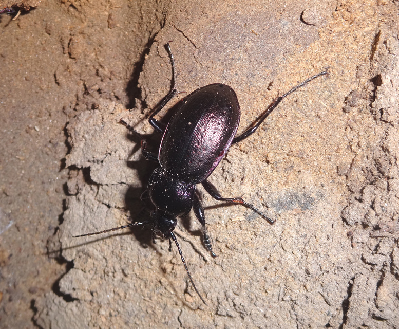 Carabus nemoralis - ligeti futrinka