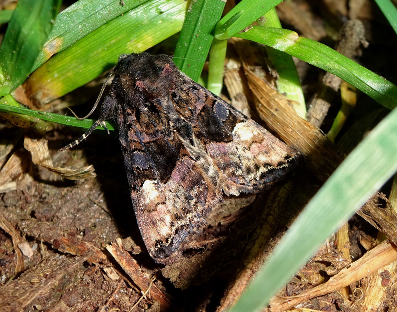 Euplexia lucipara - szeder-csipkésbagoly