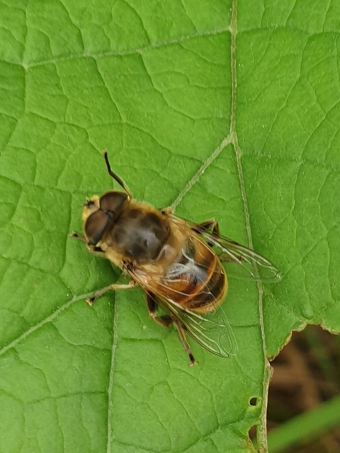 Eristalis tenax - közönséges herelégy