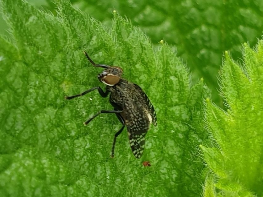 Platystoma