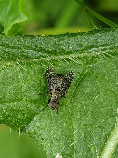 Platystoma
