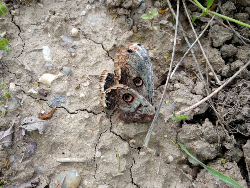 Saturnia pyri - nagy pávaszem