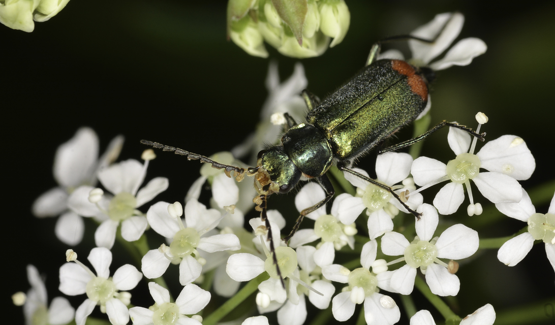 Malachius bipustulatus - kétfoltos bibircsesbogár