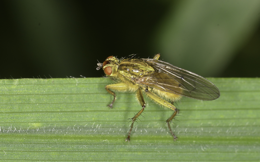 Scathophaga