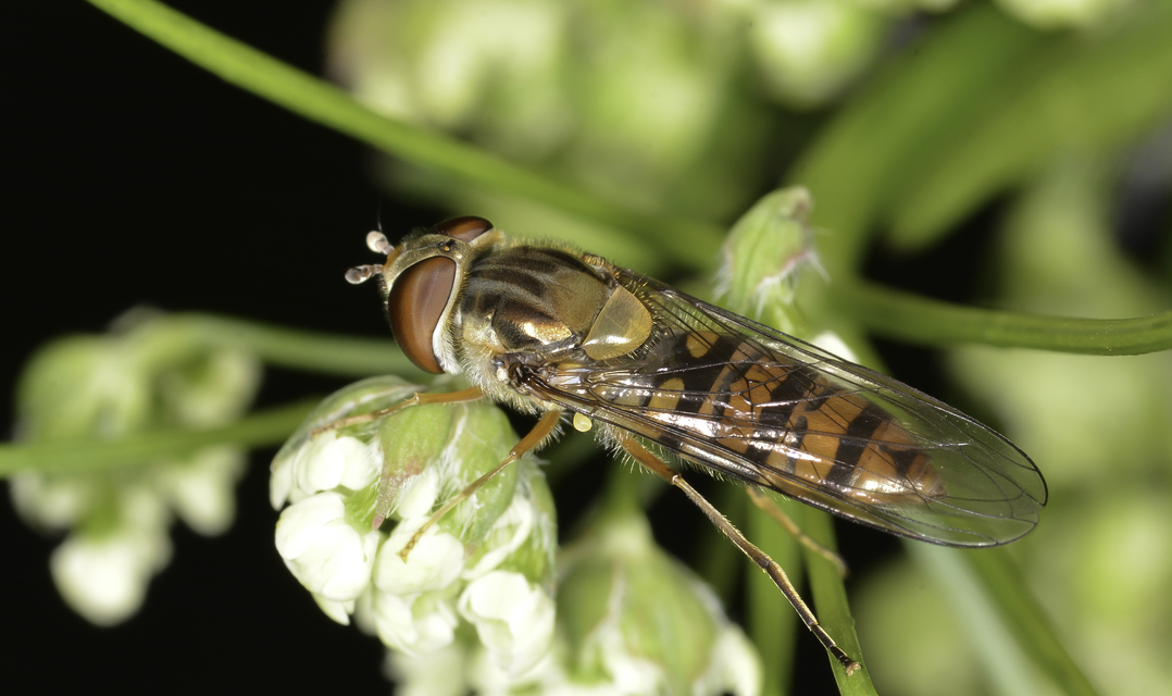 Episyrphus balteatus - ékfoltos zengőlégy