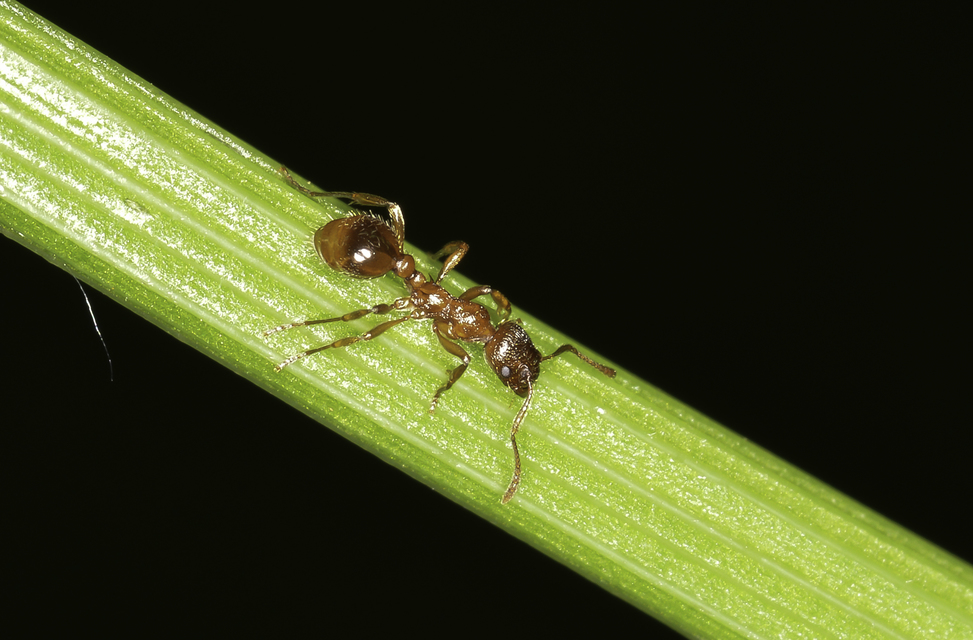 Myrmica rubra - közönséges bütyköshangya