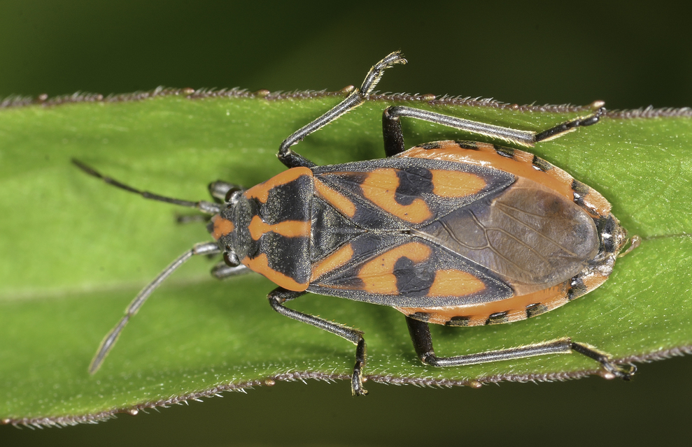 Spilostethus saxatilis - virágbodobács