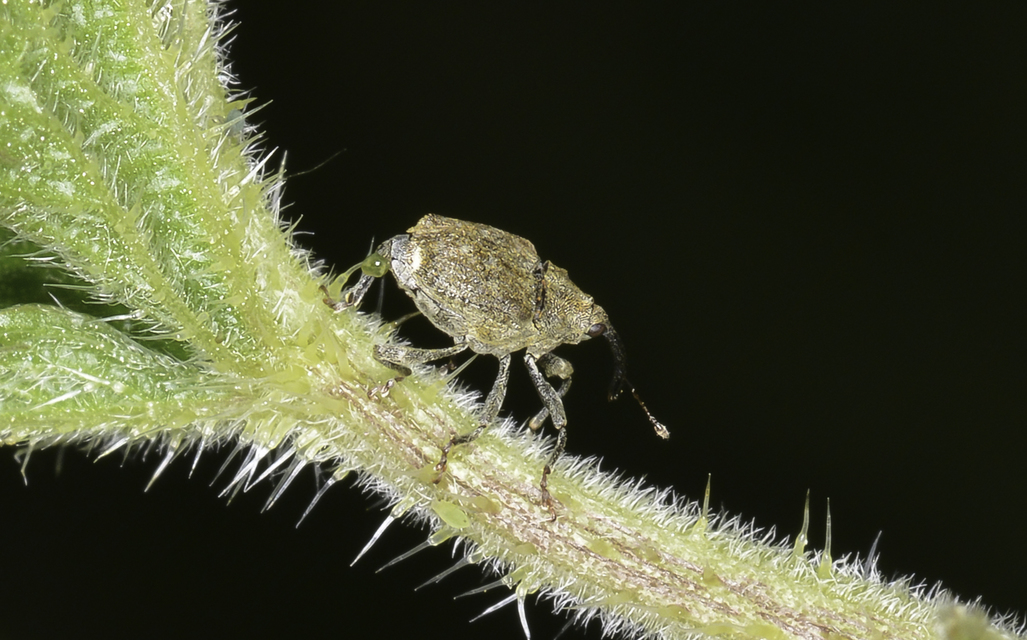 Parethelcus pollinarius - csalánporzó ormányos