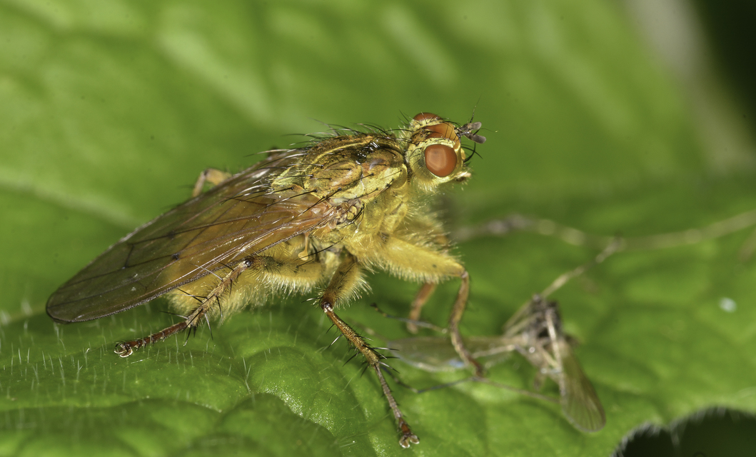 Scathophaga stercoraria - közönséges trágyalégy