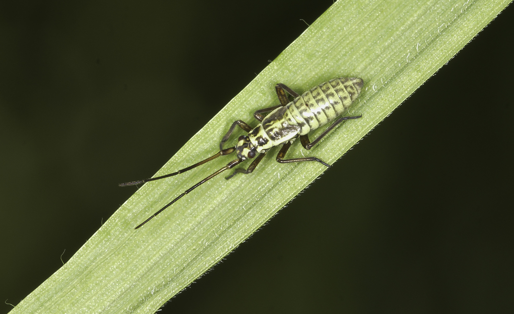 Leptopterna