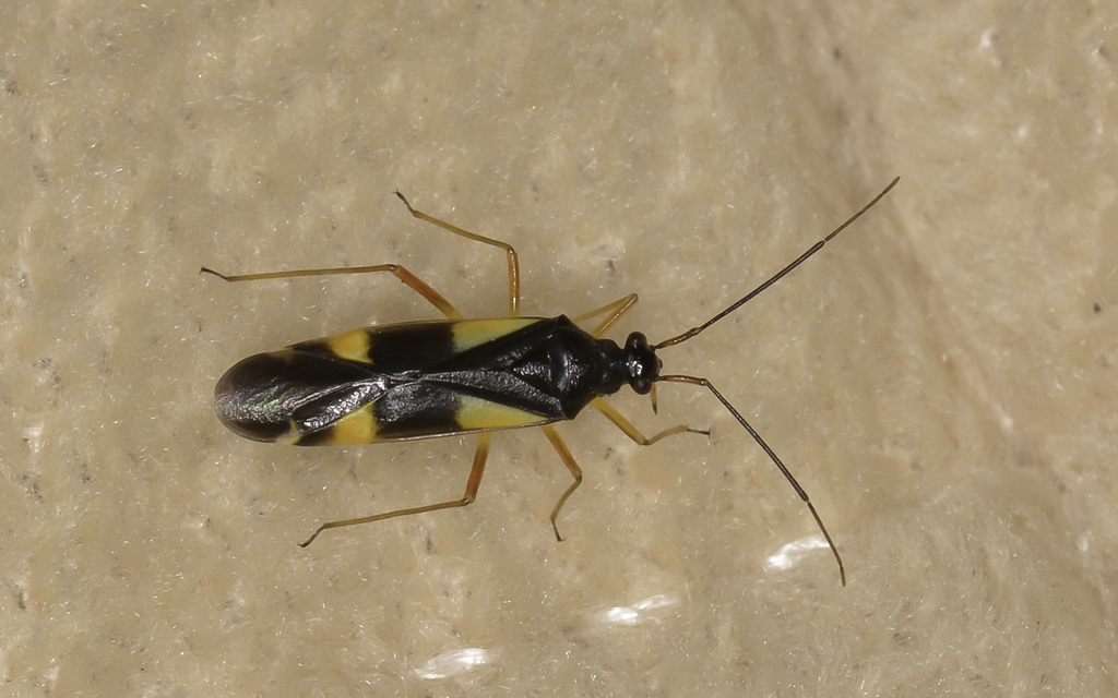 Dryophilocoris flavoquadrimaculatus - sárgafoltos mezeipoloska