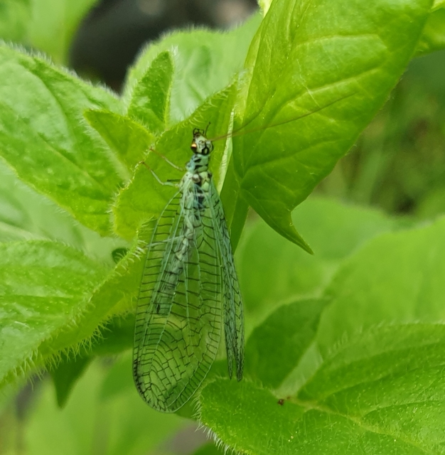 Chrysopa perla - aranyszemű fátyolka