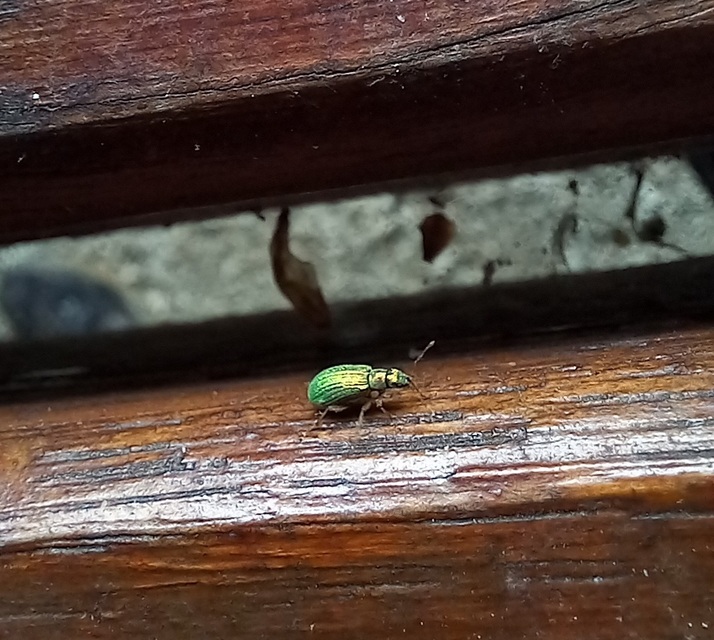 Polydrusus corruscus - kecskefűz-lombormányos