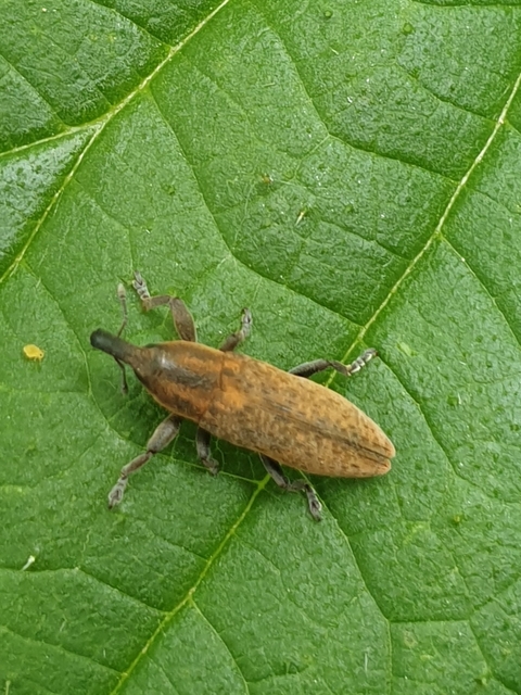 Lixus brevipes - vaskosorrú dudvabarkó