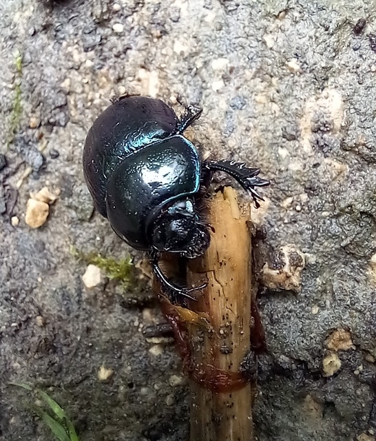 Anoplotrupes stercorosus - erdei álganéjtúró