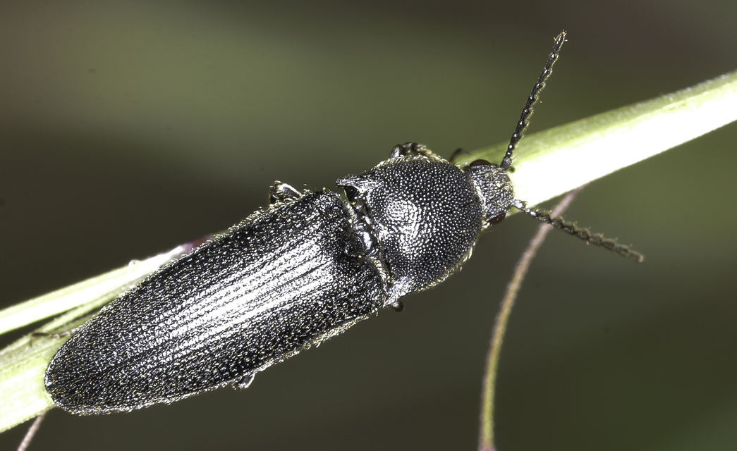 Melanotus punctolineatus - sávos gyászpattanó
