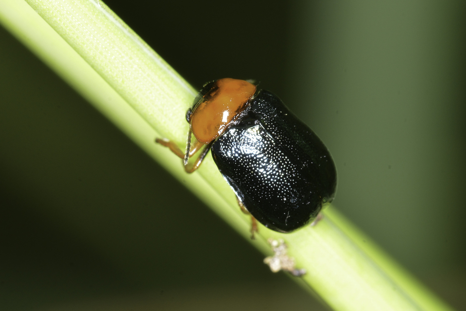 Smaragdina