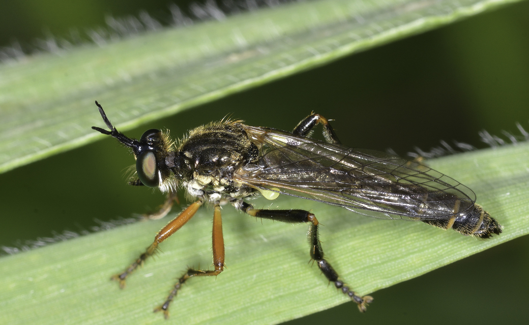Dioctria