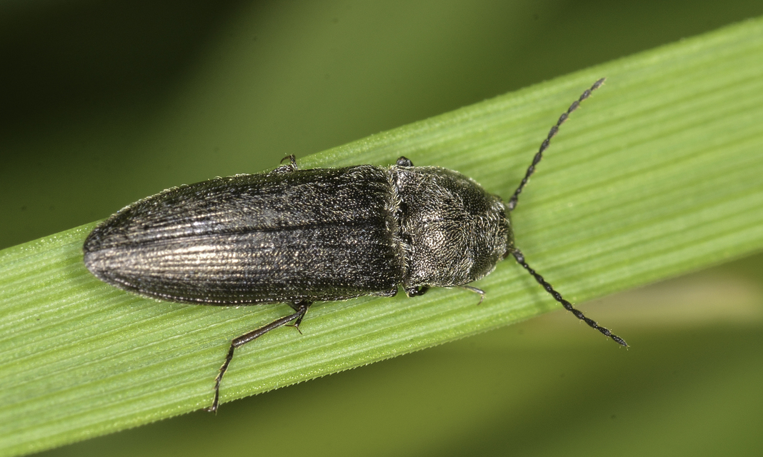Cidnopus pilosus - szőrös pattanó