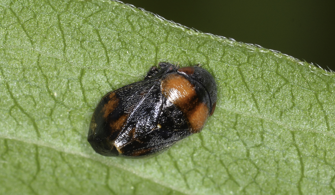 Penthimia nigra - fekete kabóca Penthimia nigra - fekete kabóca