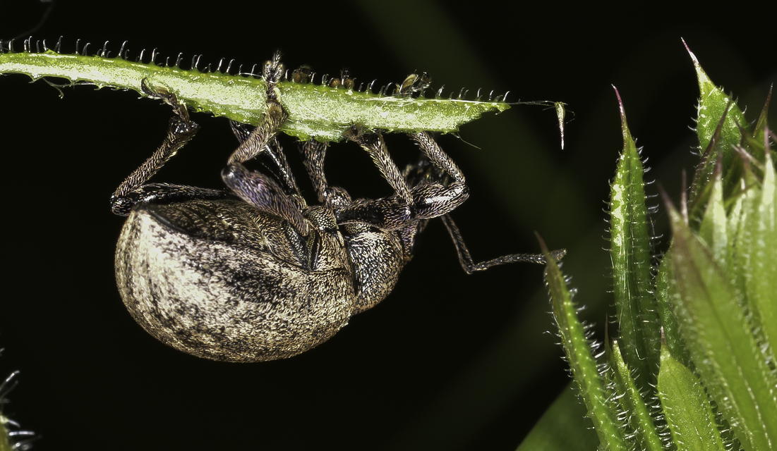 Otiorhynchus ligustici - vincellér-gyalogormányos