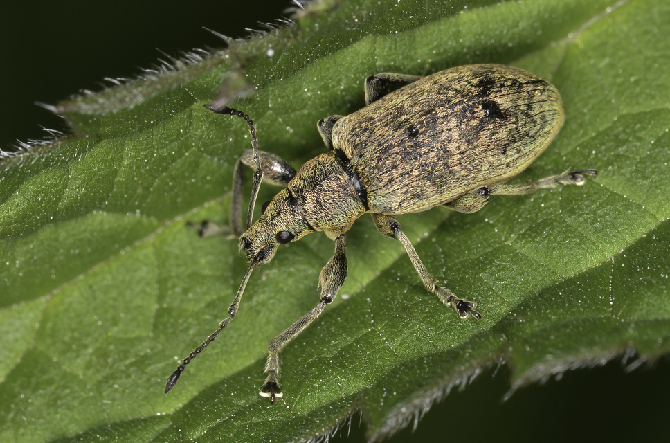 Phyllobius pomaceus - csalán-levélormányos