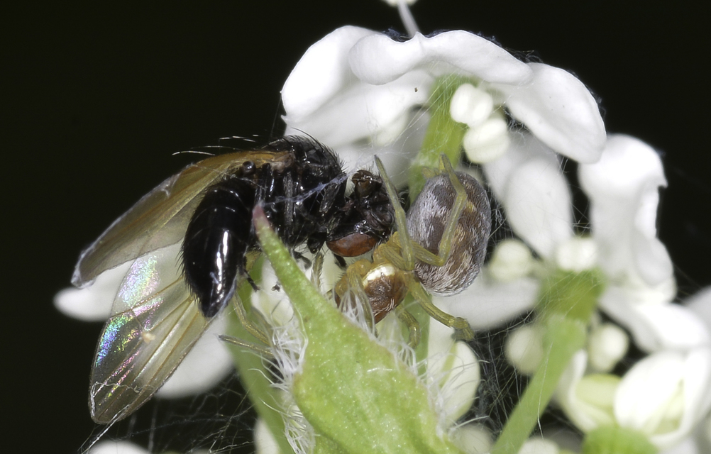Nigma flavescens - vöröslő hamvaspók