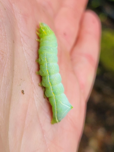Amphipyra pyramidea - fahéjszínű bagoly