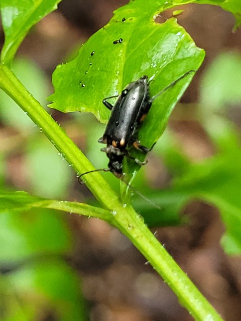 Cortodera humeralis - négyfoltos cserjecincér
